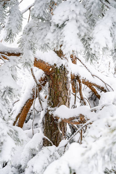 istock Selected macro view of a tree in the snow 1296151296