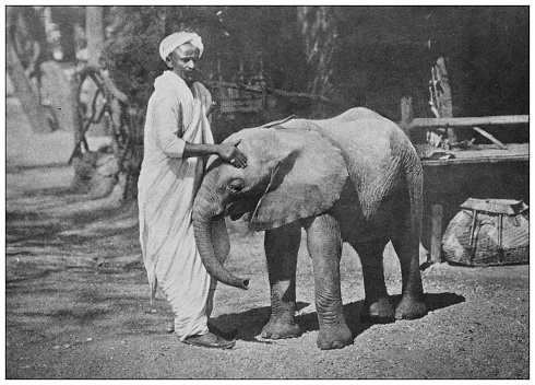 Antique black and white photograph of animals: African Elephant