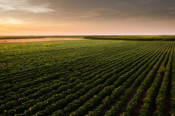 istock Open soybean field at sunset.Soybean field . 1296154558