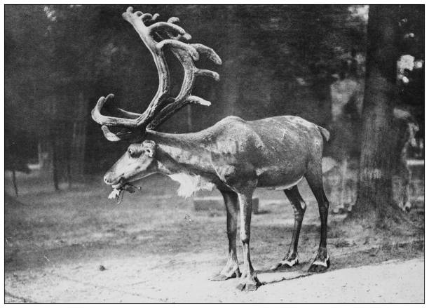 istock Antique black and white photograph of animals: Reindeer 1296154726