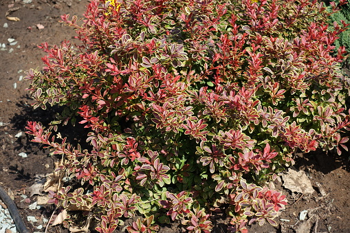 Bright and colorful foliage of Berberis thunbergii Golden Ring in mid August