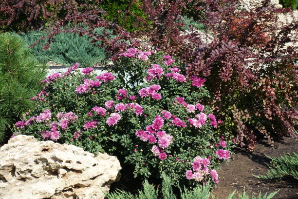Blossoming pink Chrysanthemum, red leaved barberry, dwarf pine and juniper in the rock garden in August Blossoming pink Chrysanthemum, red leaved barberry, dwarf pine and juniper in the rock garden in August dwarf pine trees stock pictures, royalty-free photos & images