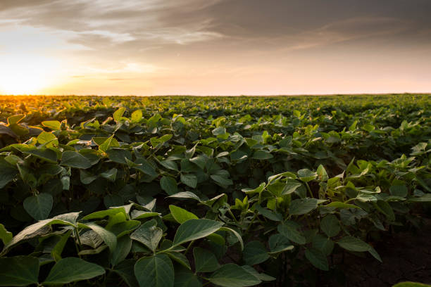 istock Open soybean field at sunset.Soybean field . 1296154942