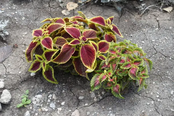 Two cultivars of Coleus scutellarioides with colorful foliage in July