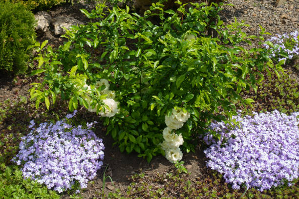 5月の岩の庭で日本のマルメロと苔のフロックス、ストーンクロップとジュニパーを開花 - succulent plant sedum temperate flower perennial ストックフォトと画像