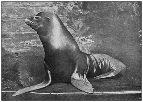 Antique black and white photograph of animals: Californian sea lion