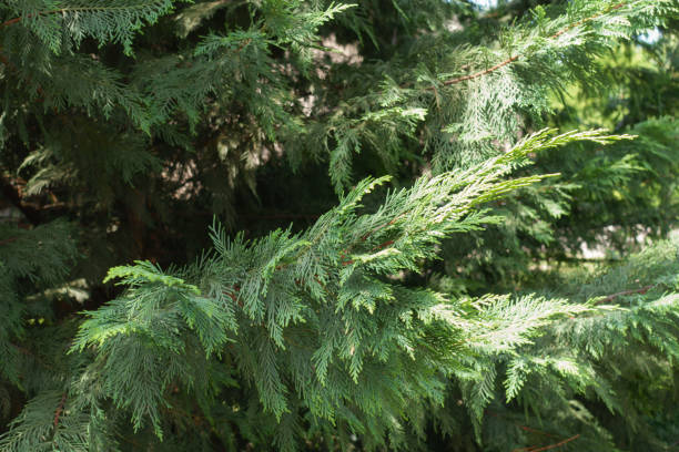 Lush foliage of Port Orford cedar in mid July Lush foliage of Port Orford cedar in mid July port orford cedar stock pictures, royalty-free photos & images