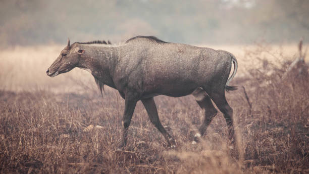 Male Nilgai Animal Stock Photos, Pictures & Royalty-Free Images - iStock