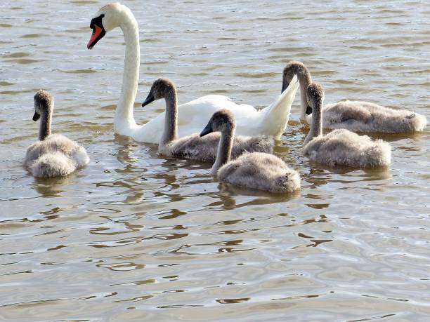 istock Swan mother swims with 5 chicks 1296155740