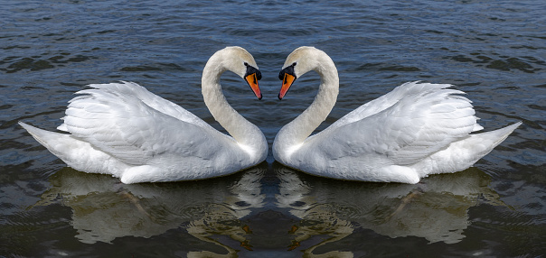 couple of white swans valentines day swans form a heart shape with their necks and are a symbol of valentine day