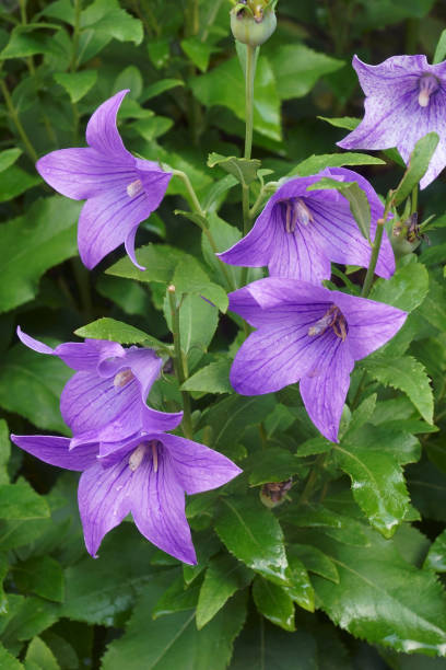 istock Close-up image of Balloon flowers 1296155928