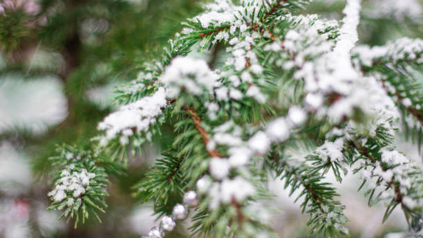 istock Christmas tree with holiday decorations in the snow. Blurred natural background 1296156126