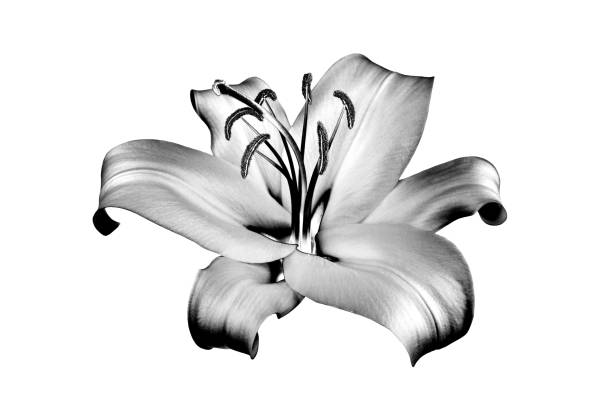 istock One silver lily flower on white background isolated close up, beautiful black and white single lilly, shiny gray metallic floral pattern, monochrome design element, illustration, vintage decoration 1296156546