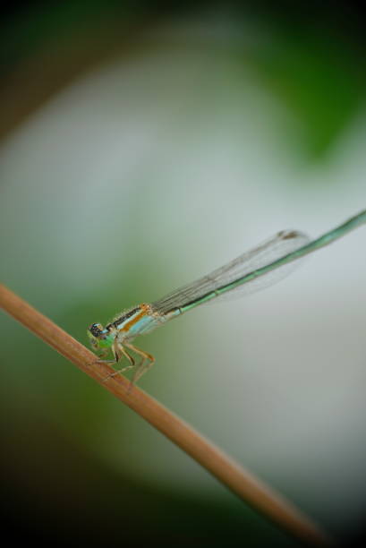 istock Close-up of dragonfly on the green leaf. 1296157236