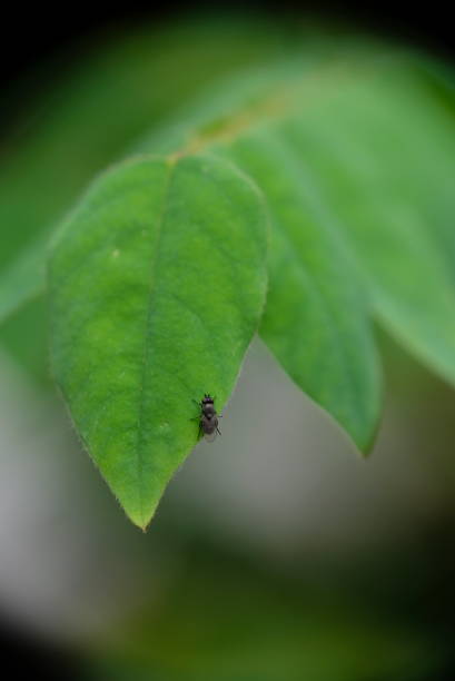 istock Close-up of black fly on green leaf. 1296157244