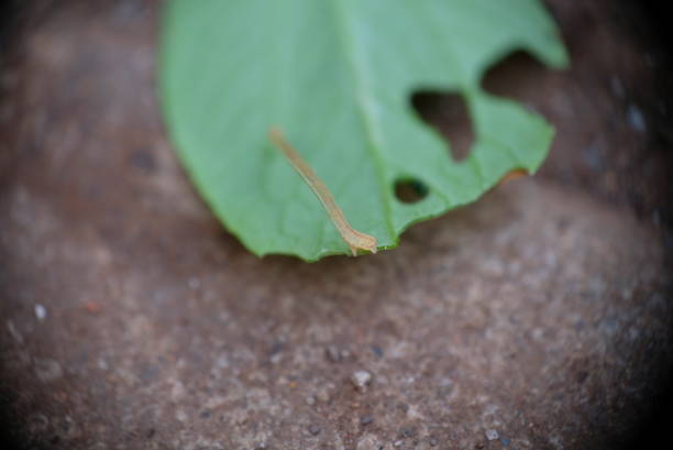 Close-up of earthworms in the soil with some leaves.