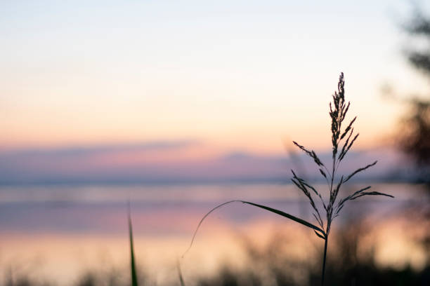 istock blurred vanilla colorful sky with wild grass blowing in the wind on foreground 1296158870