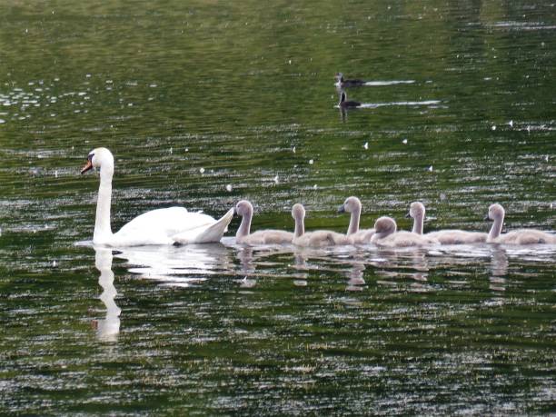 istock Swan mother swims with 6 chicks 1296159316