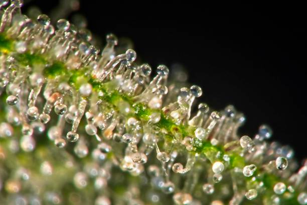 istock Trichomes on cannabis plant leaf 1296159343