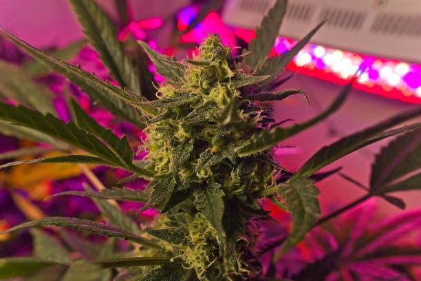 istock Cannabis plant in growing room 1296159353