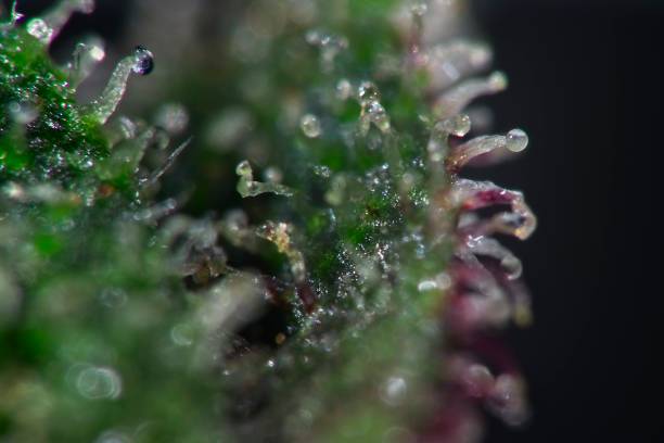 istock Trichomes on cannabis plant leaf 1296159372