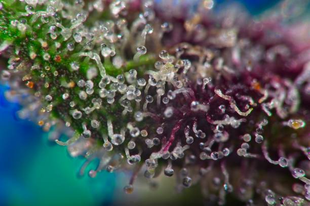 istock Super macro of cannabis trichomes 1296159376