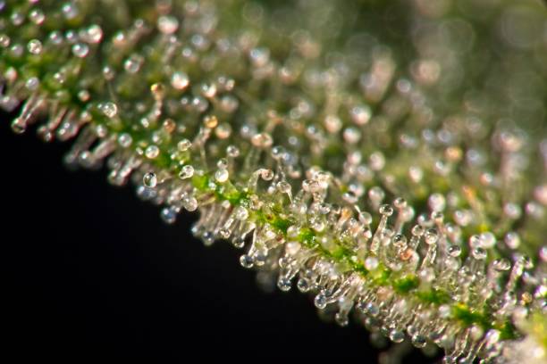 istock Trichomes on cannabis plant leaf 1296159619