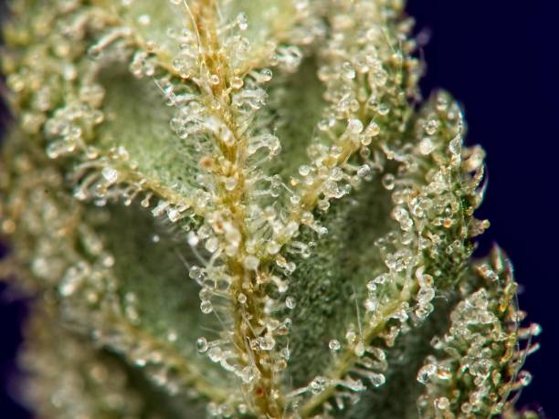 istock Trichomes on cannabis plant leaf 1296159628
