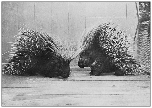 Antique black and white photograph of animals: crested porcupine (Hystrix cristata)