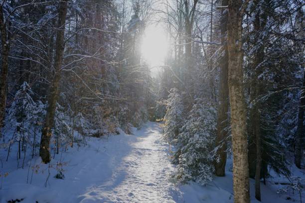 istock Lake Placid trail 1296160519