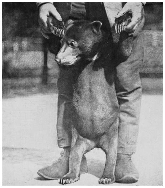 istock Antique black and white photograph of animals: sun bear (Helarctos malayanus) 1296160706
