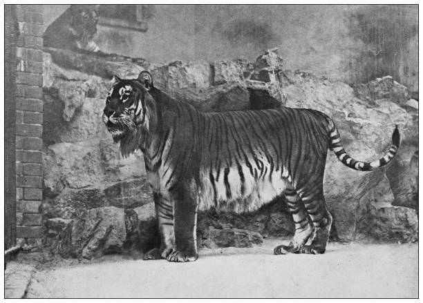 istock Antique black and white photograph of animals: Caspian tiger 1296161063