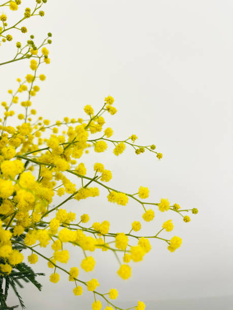 istock Close up mimosa flowers  on white background. 1296161139