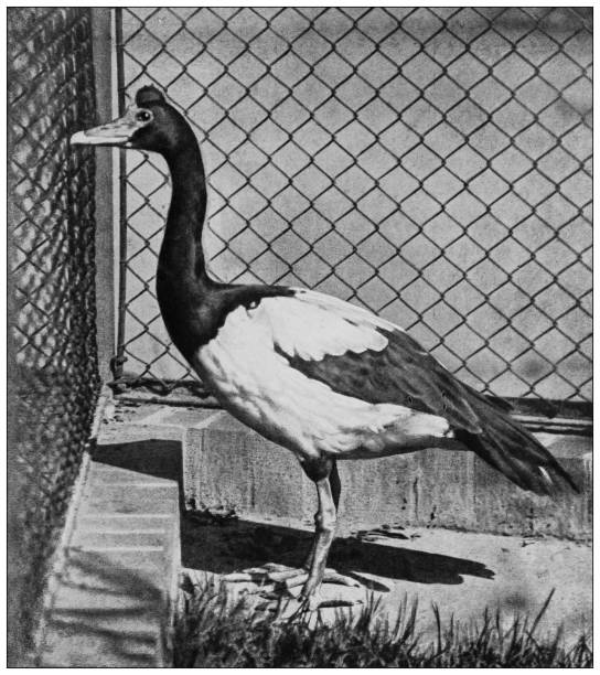 istock Antique black and white photograph of animals: magpie goose (Anseranas semipalmata) 1296161156