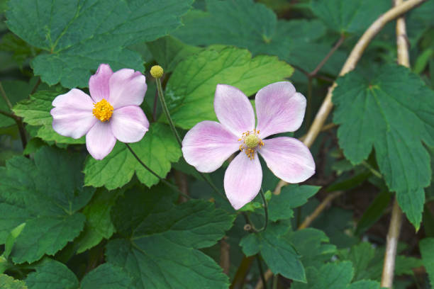 istock Close-up image of Japanese anemone flowers 1296161864
