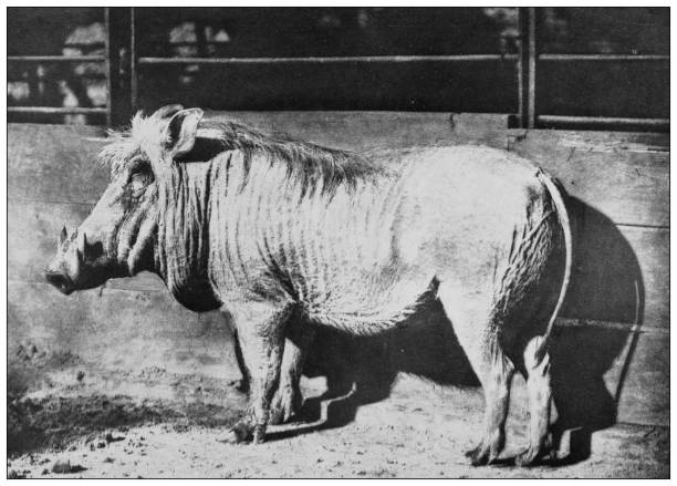 istock Antique black and white photograph of animals: warthog 1296162061