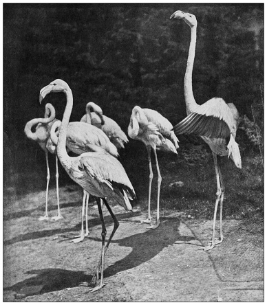 Antique black and white photograph of animals: greater flamingo (Phoenicopterus roseus)