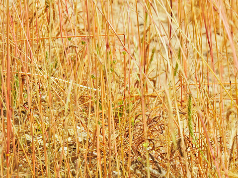 Hay and cake after wheat. Field with dry remains of cereal crops. Agricultural work. Serbia.