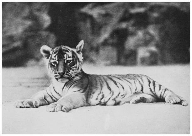 istock Antique black and white photograph of animals: Tiger Cub 1296163524