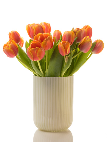 Orange colored tulips bouquet in white glass vase islated on white background