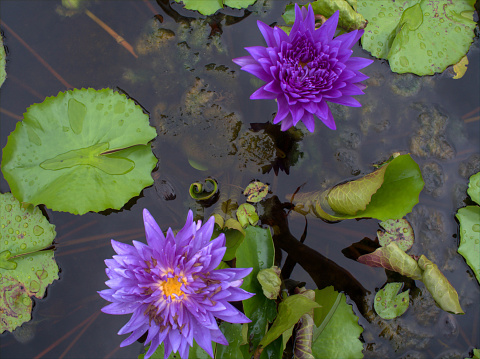 A close shot of 2 beautiful Purple Lotus Flower or waterlily  with green leaf in in pond