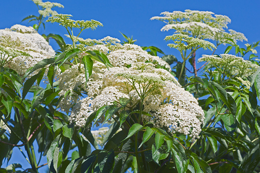 Common elderberry (Sambucus canadensis). Called American black elderberry and Canada elderberry also