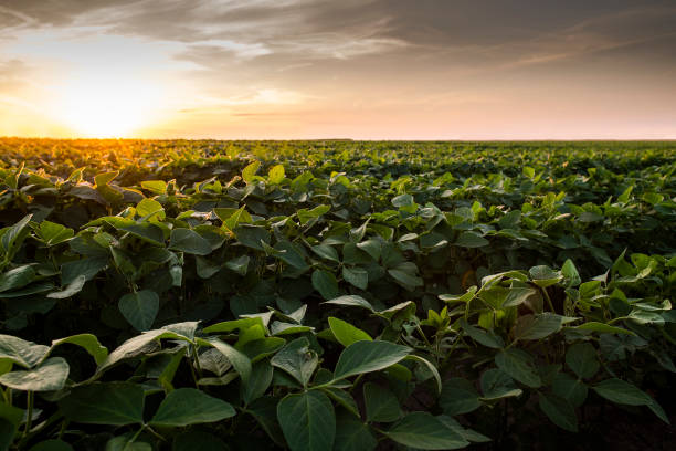 istock Open soybean field at sunset.Soybean field . 1296165226