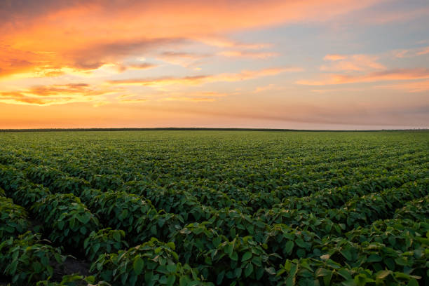 istock Open soybean field at sunset.Soybean field . 1296165252