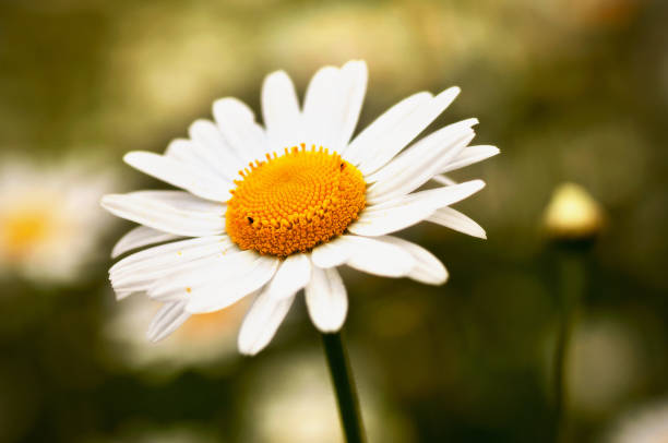 istock Blooming white daisy on blurry floral background. 1296166085