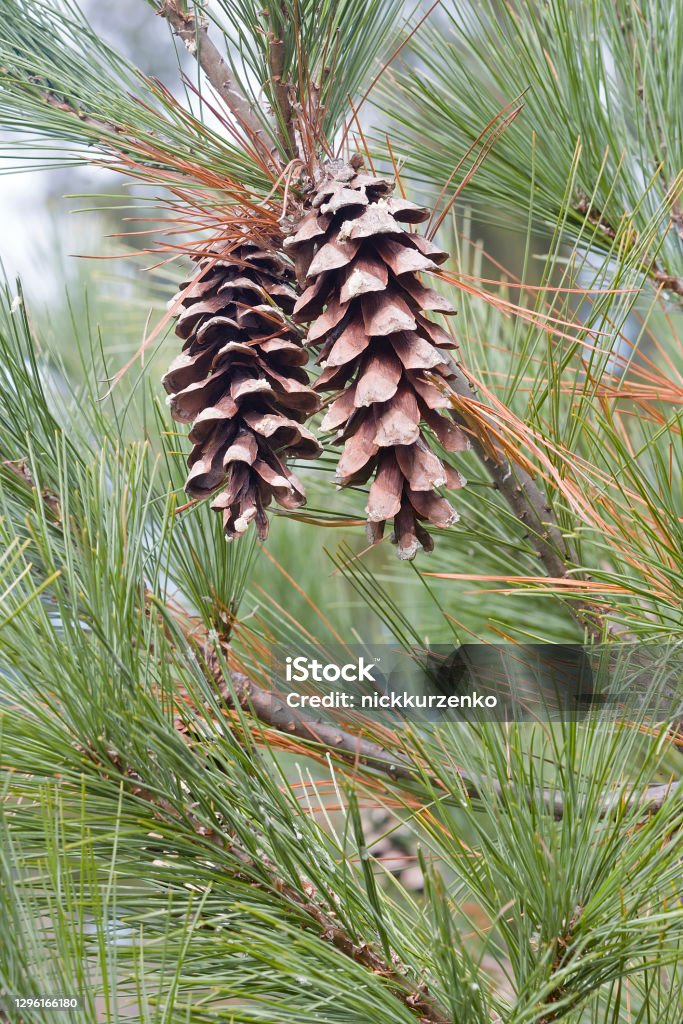 Loui Eastern White Pine Cones Stock Photo - Download Image Now - Pine Cone,  Eastern White Pine, Biology - iStock