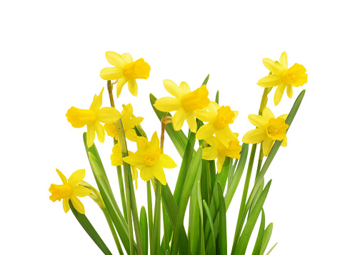 Beautiful bouquet of yellow daffodils or narcissus isolated on white background. Blooming spring flowers, Easter bells. Spring greeting card, invitation card for holiday, birthday, mother's day