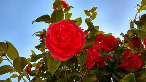 istock Rose-like, bright red camellia flowers with glossy, dark green leaves on the shrub upper branches against the blue sky. 1296166326