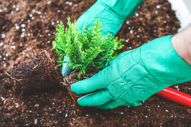 istock gardening, hands planting plants in the soil 1296166358