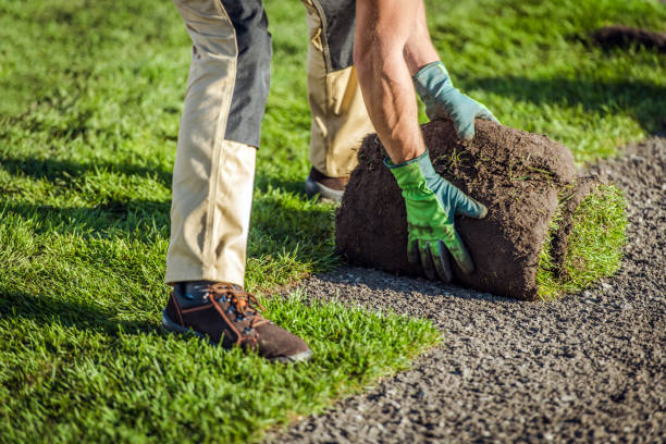 istock Natural Grass Turfs Installation by Garden Worker 1296166599